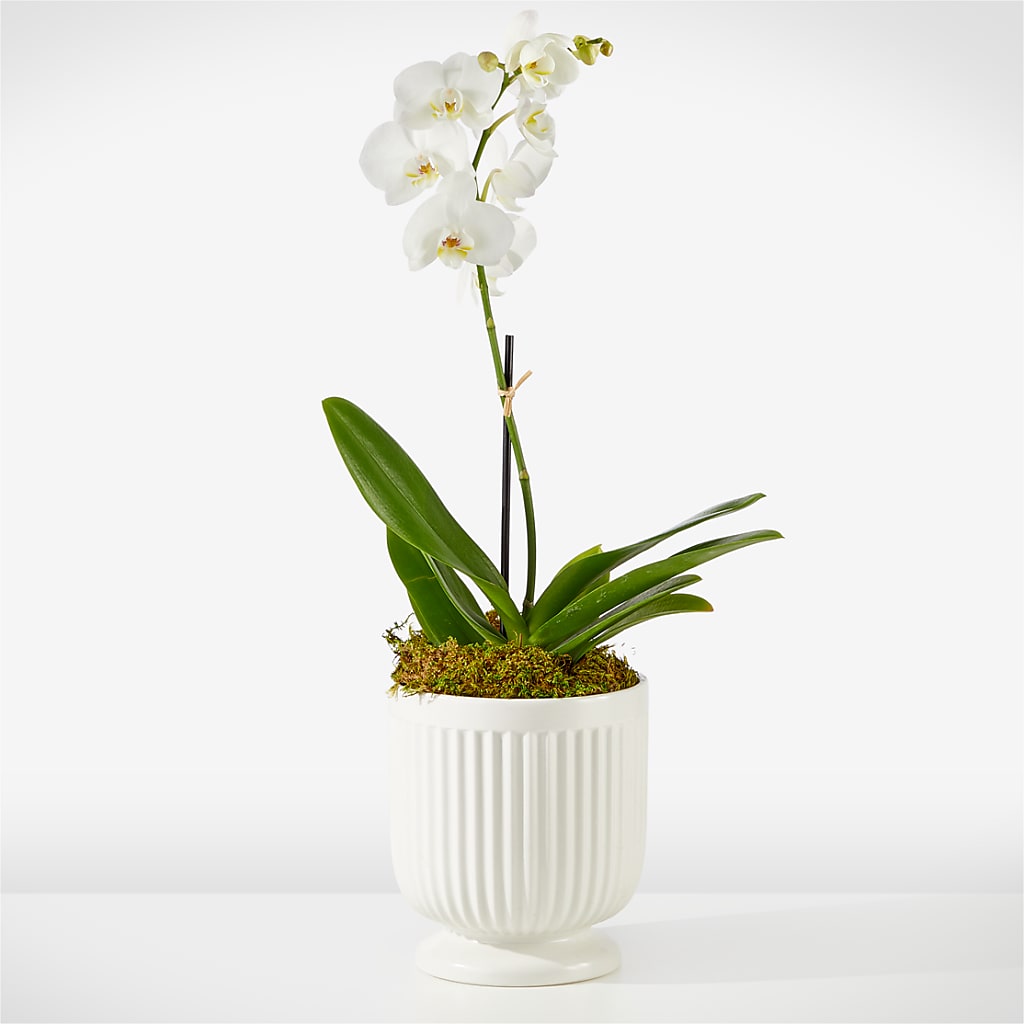 Whispering White Orchid – Flora Bloom, Menifee CA