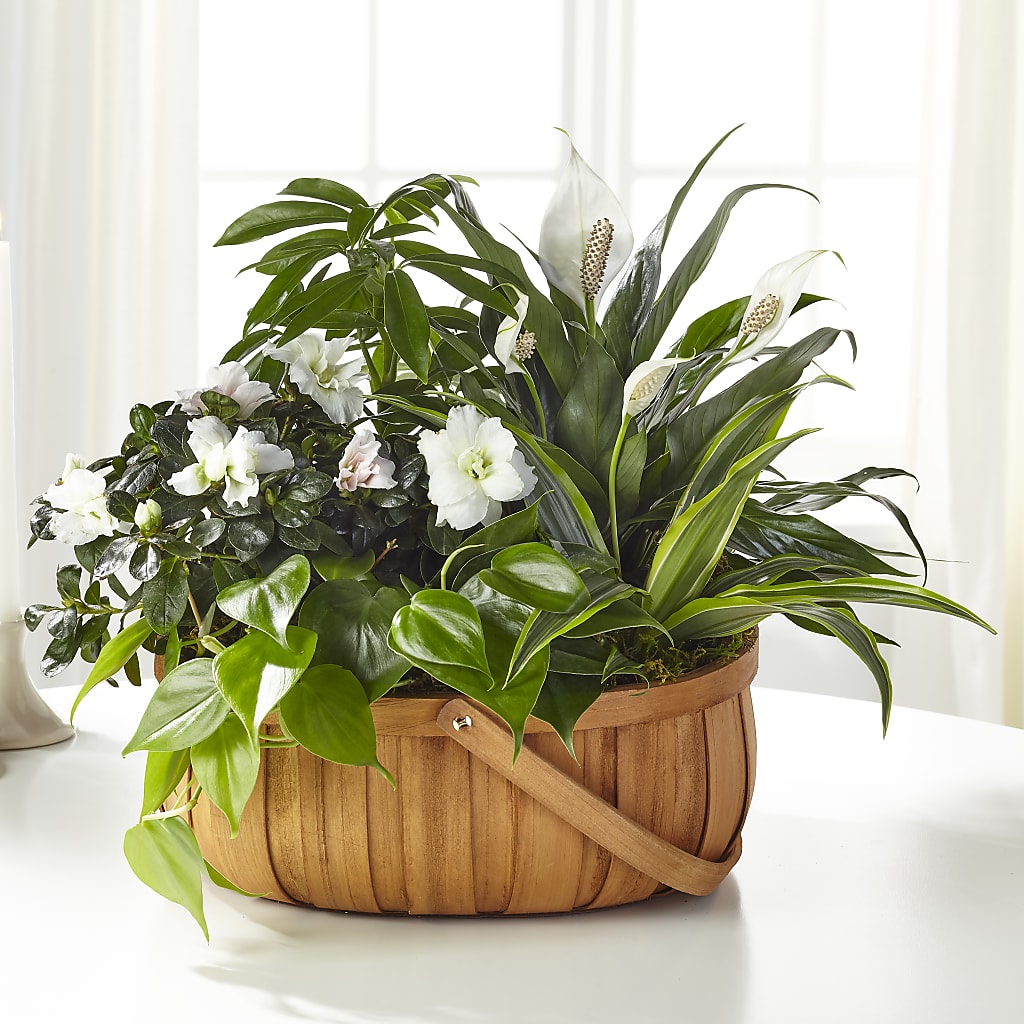 Serene Dishgarden – Flora Bloom, Menifee CA