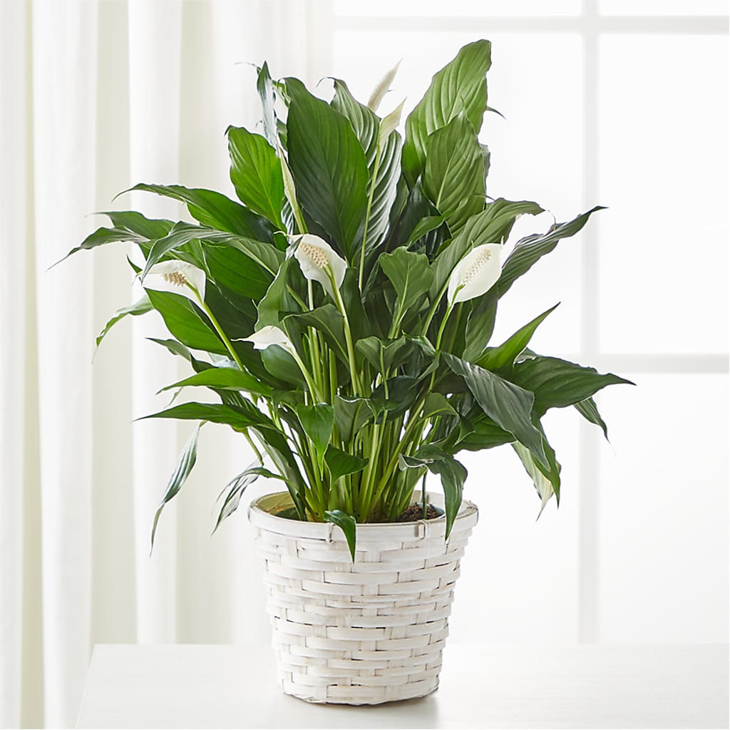 A New Leaf Peace Lily – Flora Bloom, Menifee CA