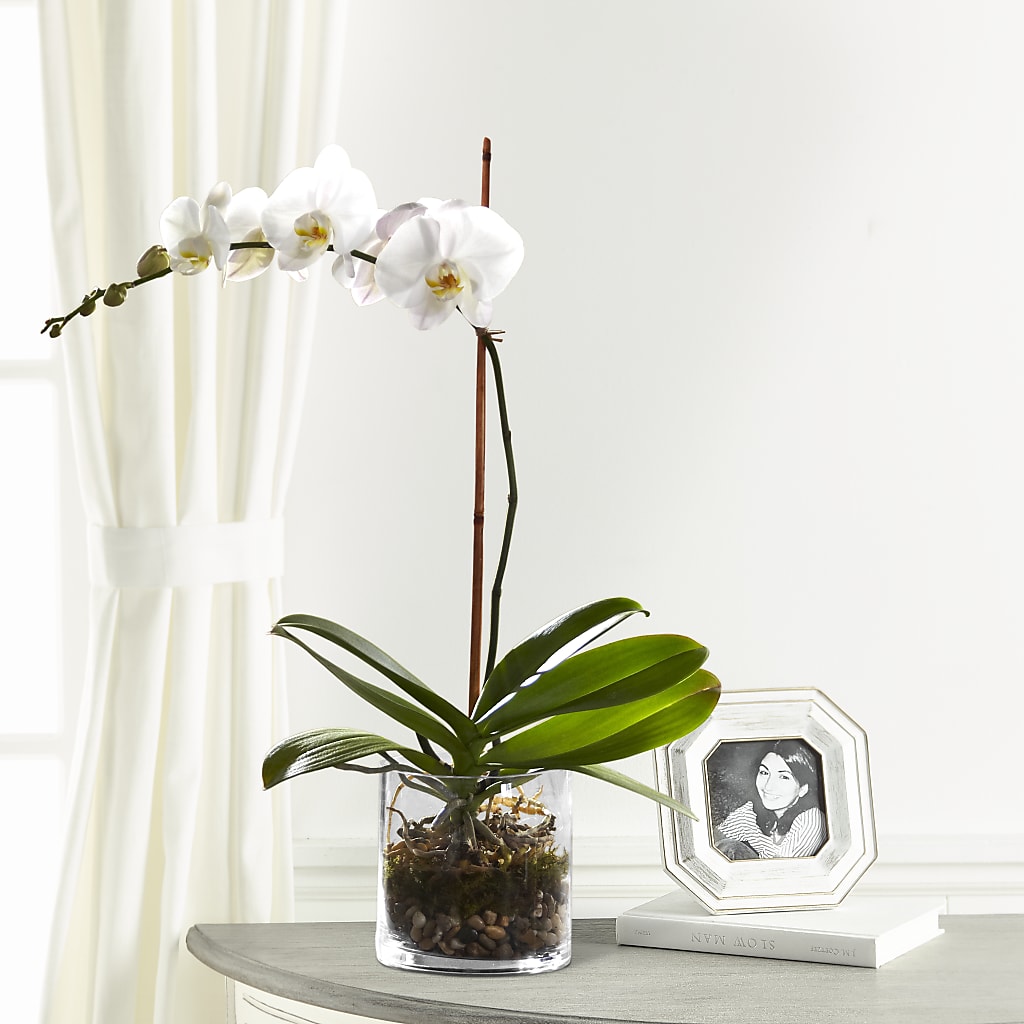 White Orchid Planter – Flora Bloom, Menifee CA