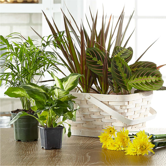 Florist Designed Blooming and Green Plants in a Basket –  Flora Bloom, Menifee CA