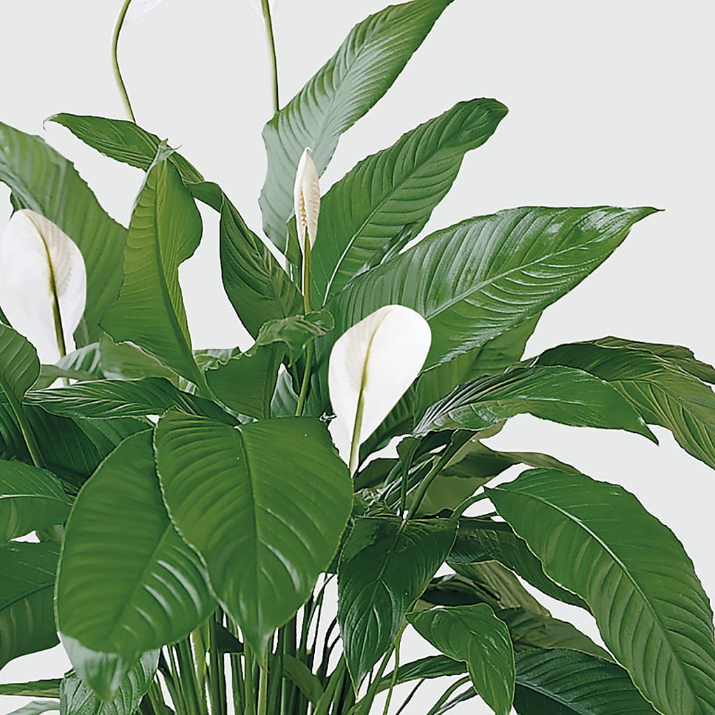 Tranquil Moments Peace Lily Plant –  Flora Bloom, Menifee CA