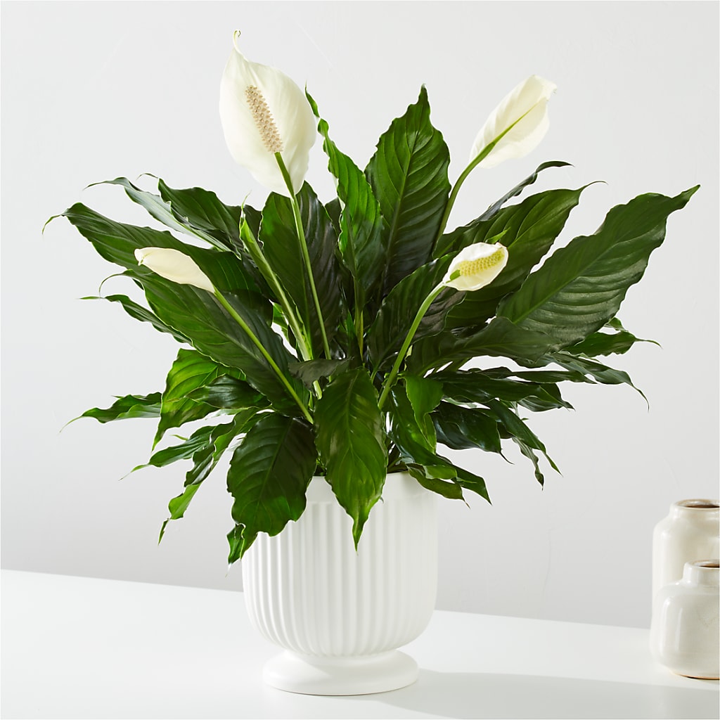 Comfort Planter –  Flora Bloom, Menifee CA