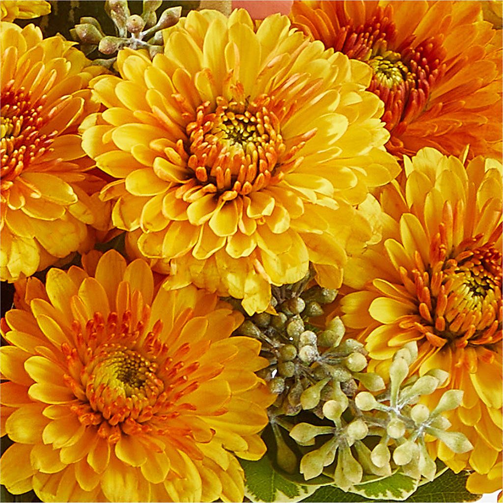 Peachy Pumpkin –  Flora Bloom, Menifee CA