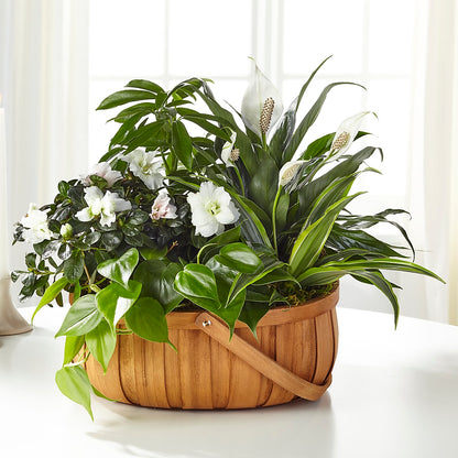Serene Dishgarden –  Flora Bloom, Menifee CA
