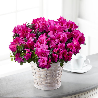 Hope & Serenity Azalea Plant –  Flora Bloom, Menifee CA