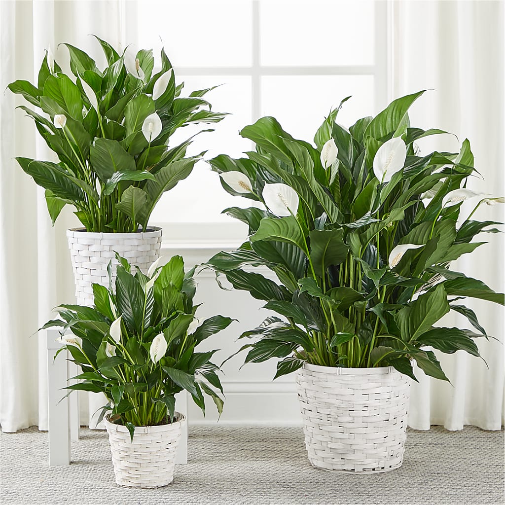 A New Leaf Peace Lily –  Flora Bloom, Menifee CA