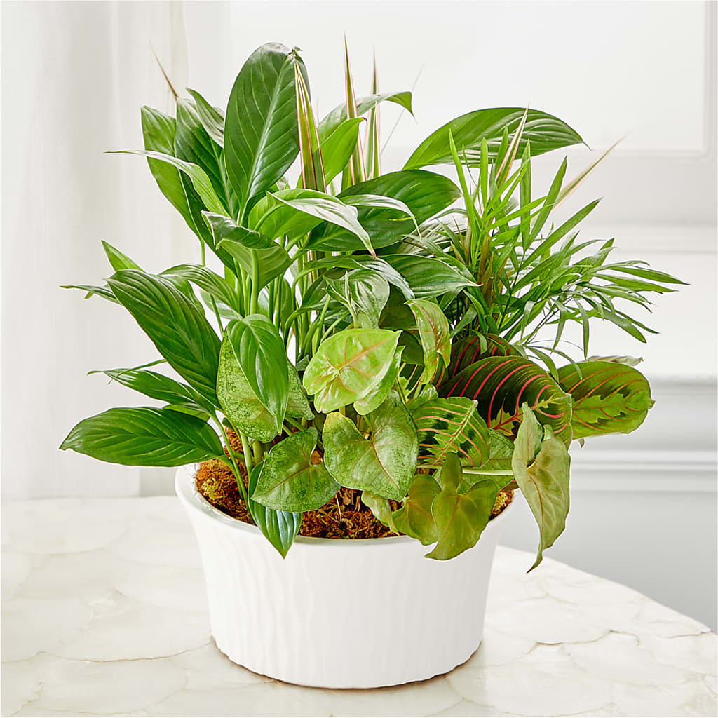 Balance & Harmony Dishgarden –  Flora Bloom, Menifee CA