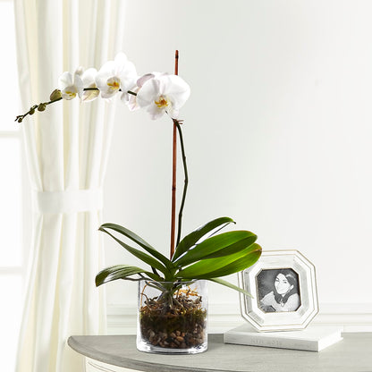 White Orchid Planter –  Flora Bloom, Menifee CA